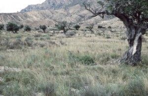 Foto Segrelles Campo Alicante