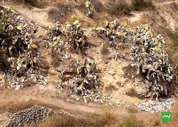 figues-i-paleres-alcoi