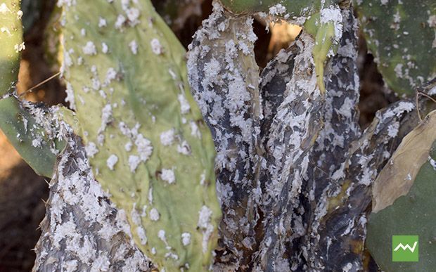 cochinilla1-figueres-de-pala